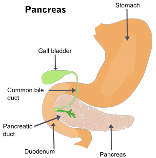 Illu pancrease.svg