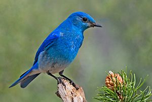 Mountain Bluebird.jpg