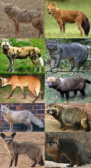 Familia Canidae.jpg