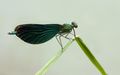 Beautiful Demoiselle Calopteryx virgo.jpg