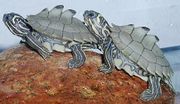 Graptemys nigrinoda hatchlings.jpg