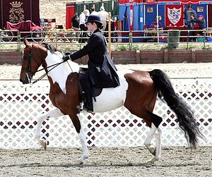 A horse with brown and white spots being ridden by a woman in a dark suit at a horse show