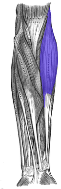 Brachioradialis.png