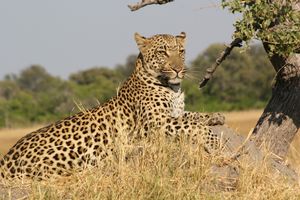 African Leopard 5.JPG