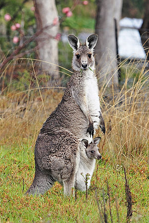 Kangaroo and joey03.jpg