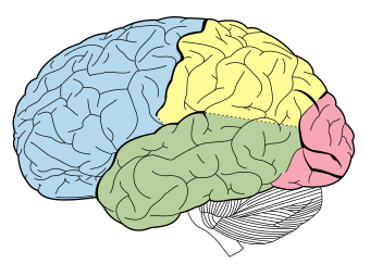 Lobes of the brain NL.svg