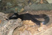 Black Kingsnake (Lampropeltis getula niger).jpg