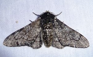 Biston betularia male.jpg