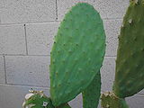 Prickly Pear 5.JPG