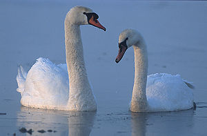 Cygnus olor 2 (Marek Szczepanek).jpg