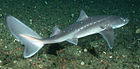 Spiny dogfish.jpg