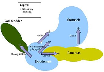 Digestive hormones.jpg