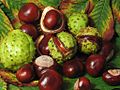 Aesculus hippocastanum fruit.jpg