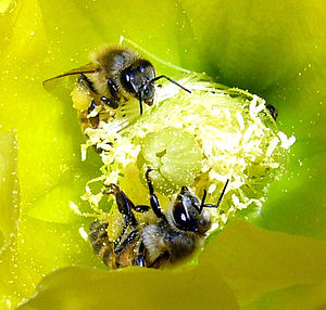 Two bees on a flower