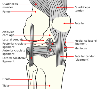 Knee diagram.png