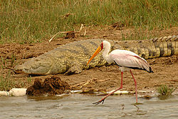 Yellow-billed stork kazinga.jpg