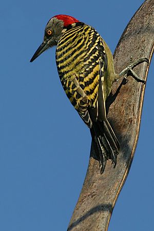 Melanerpes striatus001.jpg