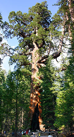 Grizzly Giant Mariposa Grove.jpg