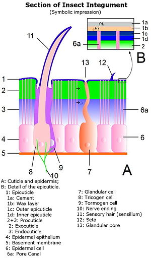 Section of insect integument.JPG