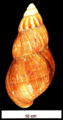 Achatina fulica shell 4.png