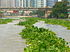 Pasig River Algae.jpg