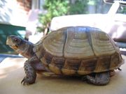 Three-toed Box Turtle.jpg