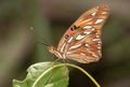 Agraulis vanillae at Isla Margarita.jpg