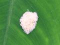 Spodoptera litura egg mass.jpg