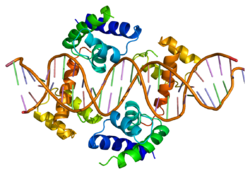 Protein POU1F1 PDB 1au7.png