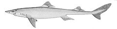 Squalus acanthias.jpg