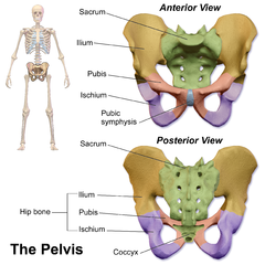 Blausen 0723 Pelvis.png