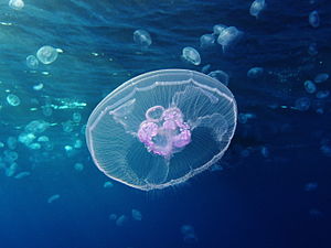 Moon jellyfish at Gota Sagher.JPG