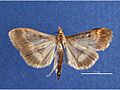 Ostrinia nubilalis male dorsal.jpg