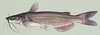 Ictalurus punctatus.jpg