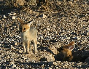 Kapfuchs-nachwuchs.jpg