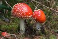 Amanita muscaria Marriott Falls 1.jpg