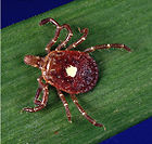 Amblyomma americanum tick.jpg