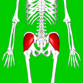 Gluteus medius muscle08.png