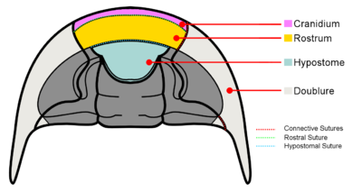 Trilobite cephalon ventral anatomy.png