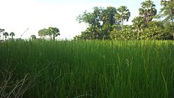 Svay Rieng countryside.