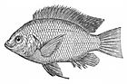 Nile tilapia