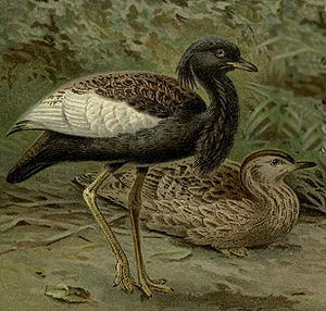 BengalFlorican.jpg