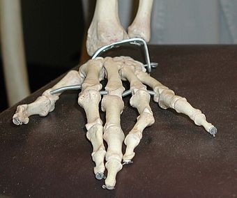 Hand-bones.jpg