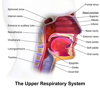 Blausen 0872 UpperRespiratorySystem.png