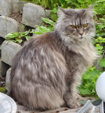 Maine Coon