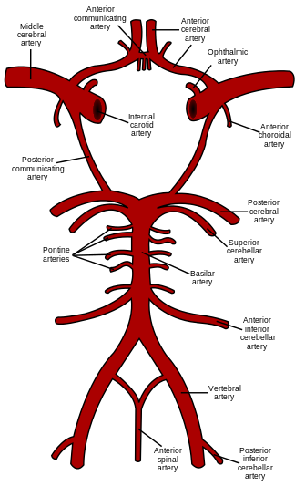 Circle of Willis en.svg