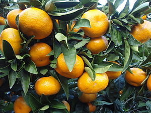 Citrus unshiu 20101127 c.jpg