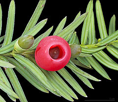 Taxus baccata MHNT.jpg