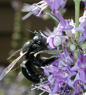 Xylocopa micans.JPG