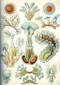 Haeckel Bryozoa.jpg